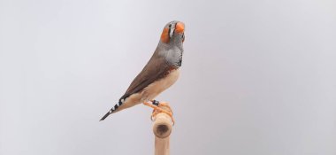 Beyaz arka planda bir kuşa yaklaş, zebra ispinozu.