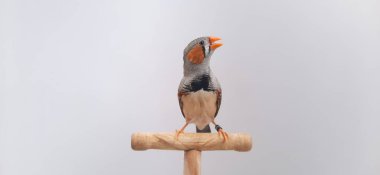 Beyaz arka planda bir kuşa yaklaş, zebra ispinozu.