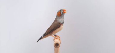 Beyaz arka planda bir kuşa yaklaş, zebra ispinozu.