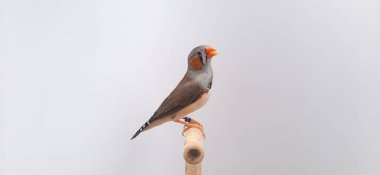 Beyaz arka planda bir kuşa yaklaş, zebra ispinozu.