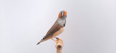 Beyaz arka planda bir kuşa yaklaş, zebra ispinozu.