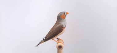 Beyaz arka planda bir kuşa yaklaş, zebra ispinozu.