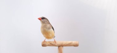 Beyaz arka planda bir kuşa yaklaş, çilek ispinozu