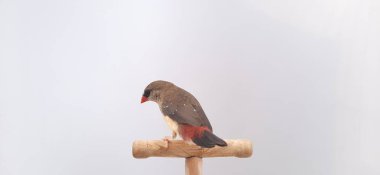 Beyaz arka planda bir kuşa yaklaş, çilek ispinozu