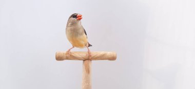 Beyaz arka planda bir kuşa yaklaş, çilek ispinozu