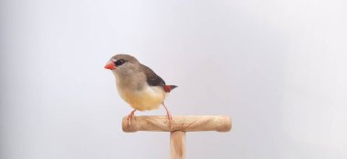 Beyaz arka planda bir kuşa yaklaş, çilek ispinozu