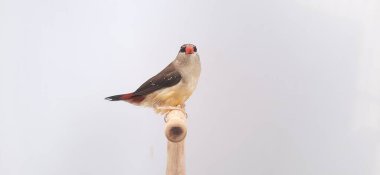 Beyaz arka planda bir kuşa yaklaş, çilek ispinozu