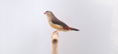 Beyaz arka planda bir kuşa yaklaş, çilek ispinozu