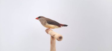 Beyaz arka planda bir kuşa yaklaş, çilek ispinozu