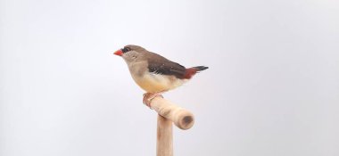 Beyaz arka planda bir kuşa yaklaş, çilek ispinozu