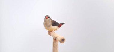 Beyaz arka planda bir kuşa yaklaş, çilek ispinozu