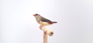 Beyaz arka planda bir kuşa yaklaş, çilek ispinozu