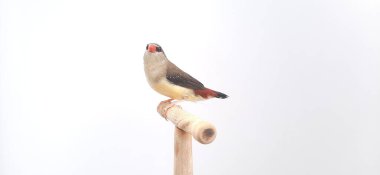 Beyaz arka planda bir kuşa yaklaş, çilek ispinozu