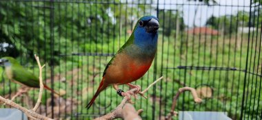 Güzel bir kuş iğnesi kuyruklu papağan ispinozu, gökkuşağı ispinozu, bambbo ispinozu