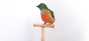 Beyaz bir arka plan üzerinde renkli papağan