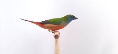 Bir ağacın dalındaki kuş.