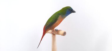 kırmızı - kuyruklu papağan (paslı - papağan) beyaz arkaplanda izole edildi