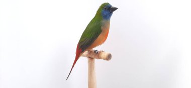 beyaz zemin üzerinde kuş