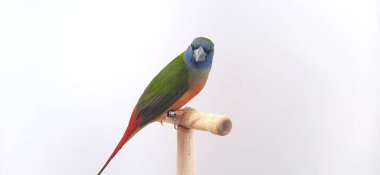 Renkli papağan kuşu, papağan, papağan papağanı, beyaz arka planda izole edilmiş.