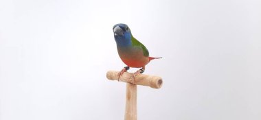 Beyaz arkaplanda papağan kuşu