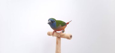 Beyaz arka planda kafesteki kuş