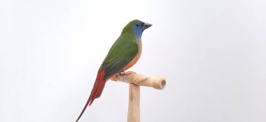 Beyaz arkaplanda renkli papağan kuşu