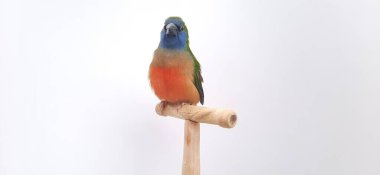 mavi - kırmızı papağan (Arara una una una), beyaz arkaplanda izole edilmiş