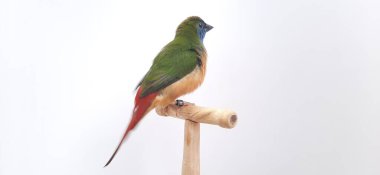 Beyaz bir arka plan üzerinde renkli kuş