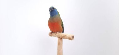 Beyaz arka plan üzerinde papağan