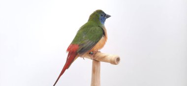 Kırmızı göğüslü papağan, doğadaki kuş.