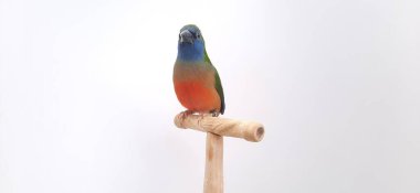 Hayvanat bahçesindeki güzel papağan