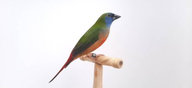 Güzel bir kuşun yakın görüntüsü