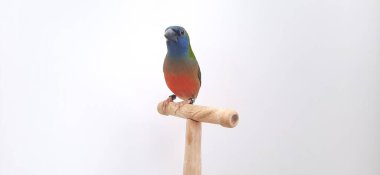 Hayvanat bahçesindeki papağan kuşu