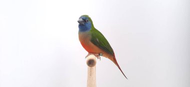 yakın plan - beyaz arkaplanda renkli kuşun görüntüsü