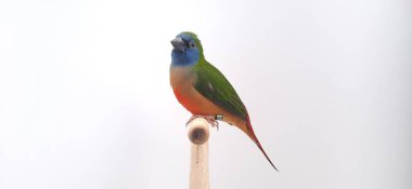 colorful parrot bird on a white background
