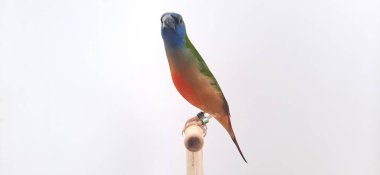 Beyaz bir arka plan üzerinde güzel papağan