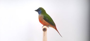 Şirin papağanın yakın görüntüsü