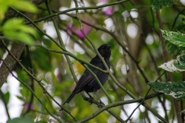 Güzel bir kuş canlı yeşil dallar arasında göze çarpar, arka planda ince renkler vardır. Doğal ortam, yaprakların arasından süzülen ışığın doğada bir huzur ve uyum hissi verdiği huzurlu ve huzurlu bir manzara yaratır..