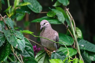 Tropikal bir bitkinin canlı yeşil yaprakları arasında oturan güzel bir güvercin kuşu. Kumrunun açık renkli tüyleri vardır ve doğa ile bir huzur ve bağ kuran zengin bitki örtüsüyle çevrilidir..
