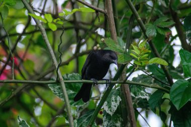 Dalından dikkatlice seyreden siyah bir kuş canlı yeşillikler arasında doğal bir ortamda sükuneti ve doğayla uyumu yansıtıyor. Görüntü, fauna ve floranın yemyeşil güzelliğini yakalıyor..