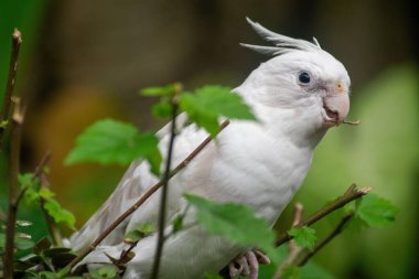 Yumuşak tüyleri ve kendine özgü bir arması olan güzel beyaz bir kuş, yemyeşil yapraklarla çevrili bir dala tünemiş, doğal ortamında vahşi yaşamın özünü yakalıyor..