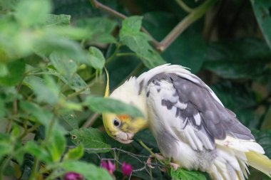 Güzel gri ve beyaz bir kuş yeşil yaprakların arasına tünemiş, kafasında canlı bir sarı serpiştirilmiş. Görüntü, kuşun yumuşak tüylerini ve tuhaf kişiliğini vurgulayarak doğal ortamdaki hassas anını yakalar..