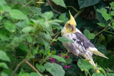 Beyaz ve sarı tüylü bir kuş yeşil yapraklarla kaplı bir çitin üzerinde duruyor. Bitkilerin canlı arkaplanı, zarif sarı çöreğini sergileyen kuşla büyüleyici bir tezat oluşturuyor. Bu da huzur ve doğal güzelliği yansıtıyor..