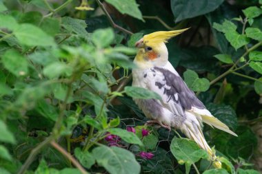 Beyaz ve gri tüylü sevimli bir papağan ve karakteristik sarı bir arma, yeşil yapraklar ve mor çiçekler arasında duruyor, özgürlük ve doğal güzelliği ifade ediyor..