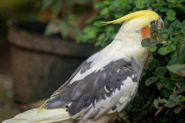 Çevresindeki bitkileri keşfeden güzel ve renkli sarı ibikli bir papağan. Kuş, beyaz ve gri tüyleriyle yeşil yapraklara yaklaşarak doğanın canlı detaylarını ortaya çıkarır. Görüntü, hayvanın merakını ve canlılığını yakalar. 