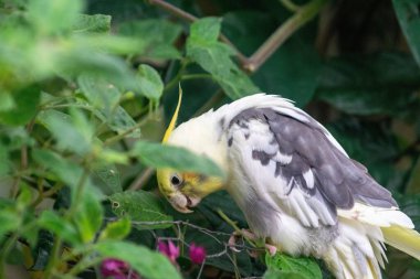 Güzel beyaz ve gri tüylü bir kuş, başının üstündeki sarı tüyleri yeşil yaprakların arasında duran yoğun tropikal bitki örtüsünü keşfediyor. Görüntü, kuşun doğanın uyumunu yansıtarak # 39; 'un tuhaf hareketini yakalar.