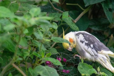Güzel beyaz ve sarı tüylü bir kuş canlı yeşil yaprakların arasında tünemektedir. Yüzünde bir tutam turuncu olan kuş, çevresini gözlemleyerek, doğayla bir huzur ve bağ kurma duygusunu iletirken meraklı görünüyor..