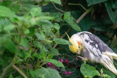 Çevresindeki yeşil yaprakları ve mor çiçekleri incelemek için eğilen güzel, beyaz ve gri tüylü bir kuş, canlı, tropikal bir doğal ortamda. Görüntü, kuşun doğal habitatındaki nezaketini ve merakını yakalar..