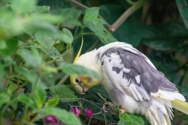 Görüntü beyaz ve gri tüylü bir papağanı yakalıyor, yeşil yapraklar arasında eğlenirken başını eğiyor. Doğal çevrede mor çiçekler bulunur, canlı ve neşeli bir kontrast yaratır. Papağan merakını ve canlılığını gösterir.