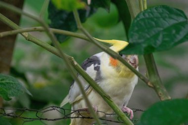 Güzel beyaz ve gri tüylü bir kuş, parlak sarı bir kafa ile, yeşil bir çalılığın dalları arasında utangaç bir şekilde gözetliyor. Görüntü kuşun doğal güzelliğini ve merakını yakalıyor, yeşilliklerle çevrili..